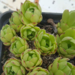 Sempervivum Nemrut Dag Rojnik