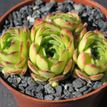 Sempervivum Nemrut Dag Rojnik