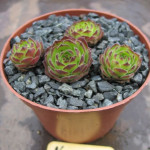 Sempervivum Nemrut Dag Rojnik