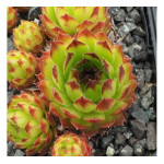 Sempervivum Neagus de Light Rojnik