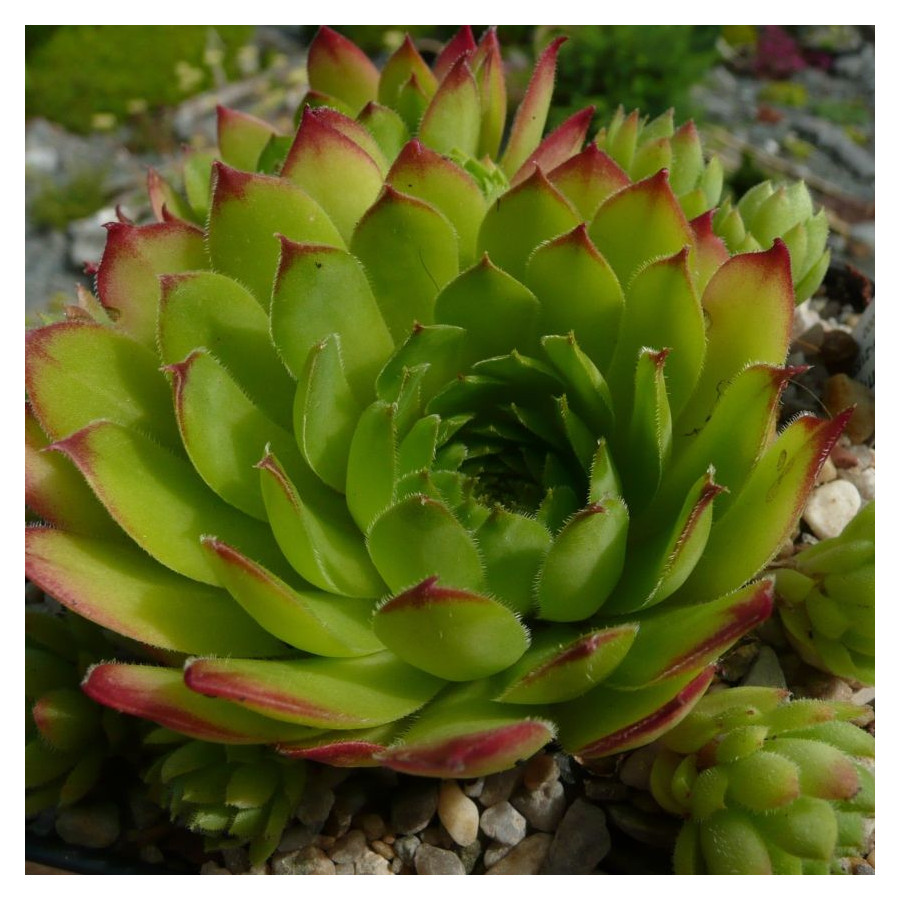 Sempervivum Neagus de Light Rojnik