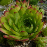 Sempervivum Neagus de Light...