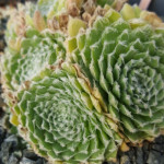 Sempervivum Narda Rojnik