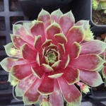 Sempervivum Nanga Parbat...