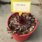 Sempervivum Namib Rojnik