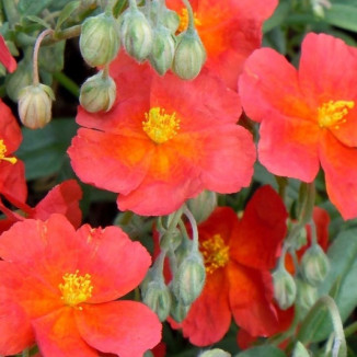 Helianthemum Fire Dragon...