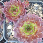 Sempervivum Nadella Rojnik