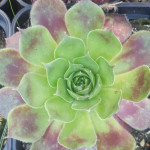 Sempervivum Nadella Rojnik