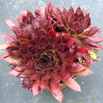 Sempervivum Nachtspiel Rojnik