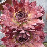 Sempervivum Nachtspiel Rojnik