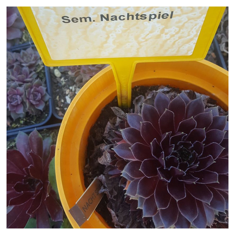 Sempervivum Nachtspiel Rojnik