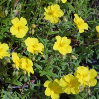 Helianthemum Golden Queen Posłonek