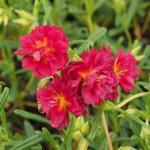 Helianthemum hybrida Cerise...