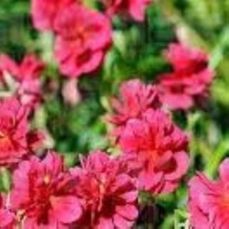 Helianthemum hybrida Cerise...