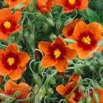 Helianthemum Bronzeteppich Posłonek- Rośliny od Ogrodnika Szkółka Barcikowscy