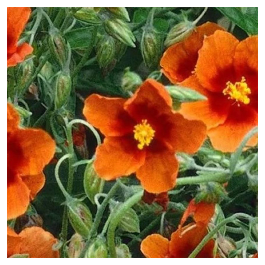 Helianthemum Bronzeteppich Posłonek- Rośliny od Ogrodnika Szkółka Barcikowscy