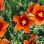 Helianthemum Bronzeteppich Posłonek- Rośliny od Ogrodnika Szkółka Barcikowscy