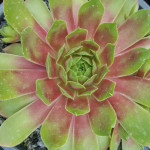 Sempervivum Mystic Rojnik