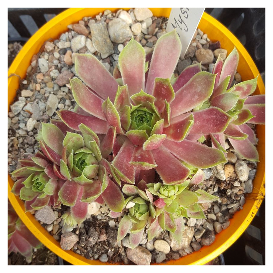 Sempervivum Mystic Rojnik