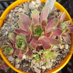 Sempervivum Mystic Rojnik