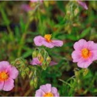 Helianthemum  Lawrenson's...