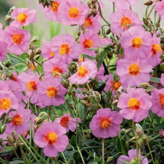 Helianthemum  Lawrenson's...