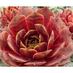 Sempervivum Mulbery Wine...