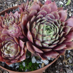 Sempervivum Mulbery Wine Rojnik