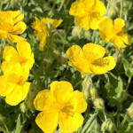 Helianthemum Sterntaler Posłonek