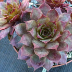 Sempervivum Mount Palomar...