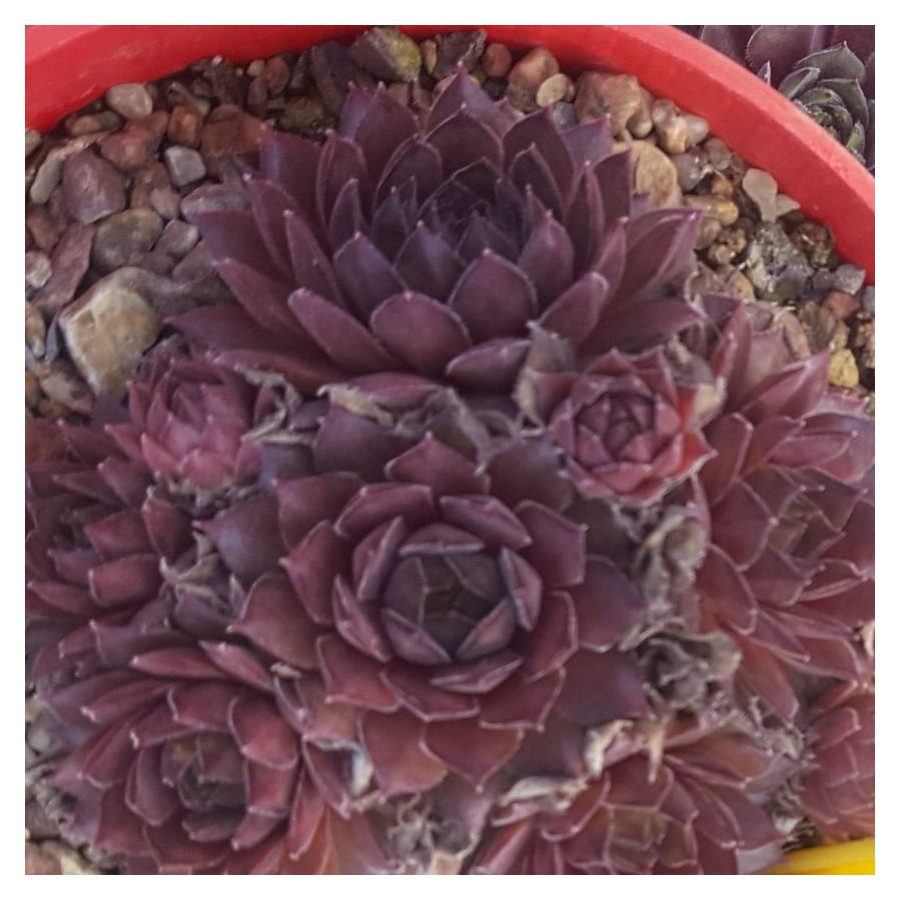 Sempervivum Mount Kenya Rojnik