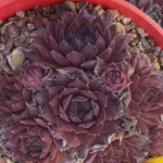 Sempervivum Mount Kenya Rojnik