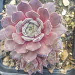 Sempervivum Mount Kenya Rojnik