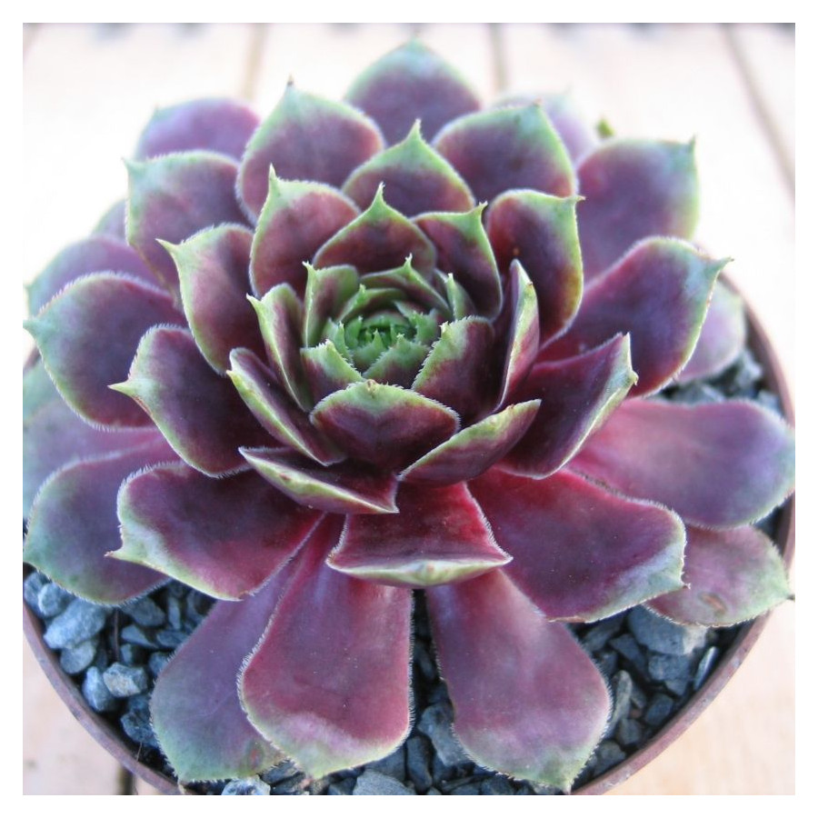Sempervivum Mount Hood Rojnik