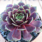 Sempervivum Mount Hood Rojnik