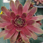 Sempervivum Mount Hood Rojnik
