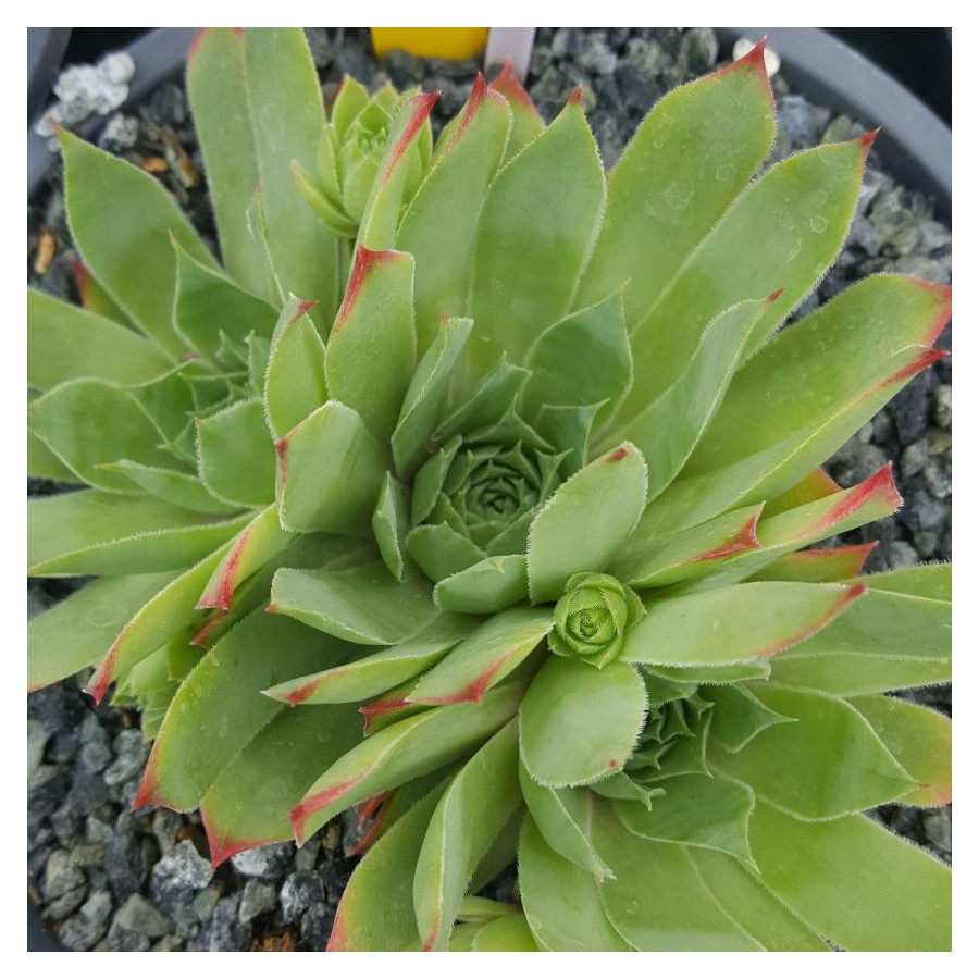 Sempervivum Moulin Rouge Rojnik