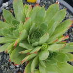 Sempervivum Moulin Rouge...