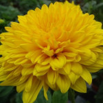 Helianthus Sunshine...