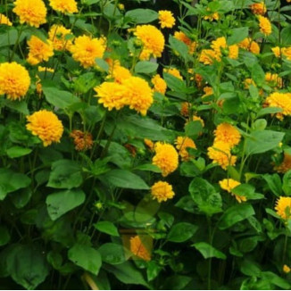 Helianthus Sunshine...