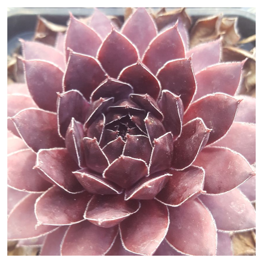 Sempervivum Mortie Rojnik