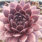 Sempervivum Mortie Rojnik