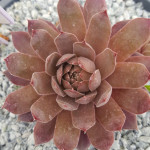 Sempervivum Moonstruck Rojnik