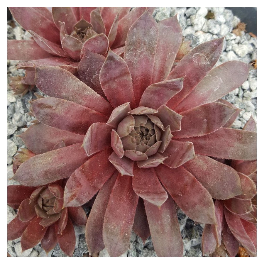 Sempervivum Moon Shadow Rojnik