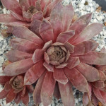 Sempervivum Moon Shadow Rojnik