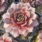 Sempervivum Monika Rojnik