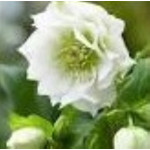Helleborus orientalis Double Ellen White Ciemiernik Wschodni
