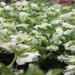 Helleborus orientalis Double Ellen White Ciemiernik Wschodni
