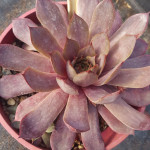 Sempervivum Missouri Rosse...