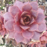 Sempervivum Missouri Rosse Rojnik